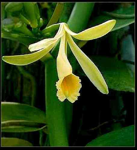 Vanilla planifolia